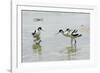 Pied Avocet 3 Adult Birds and 1 Chick-null-Framed Photographic Print