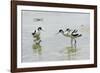 Pied Avocet 3 Adult Birds and 1 Chick-null-Framed Photographic Print