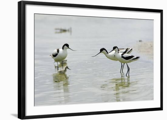 Pied Avocet 3 Adult Birds and 1 Chick-null-Framed Photographic Print