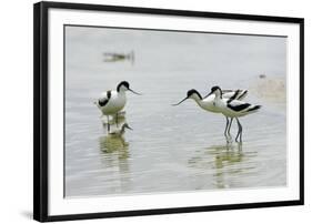 Pied Avocet 3 Adult Birds and 1 Chick-null-Framed Photographic Print