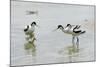 Pied Avocet 3 Adult Birds and 1 Chick-null-Mounted Photographic Print