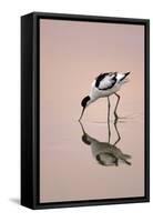 Pied Avocet Feeding at Twighlight on Sea Estuary-null-Framed Stretched Canvas