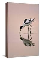 Pied Avocet Feeding at Twighlight on Sea Estuary-null-Stretched Canvas