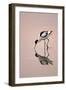 Pied Avocet Feeding at Twighlight on Sea Estuary-null-Framed Premium Photographic Print