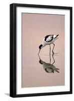 Pied Avocet Feeding at Twighlight on Sea Estuary-null-Framed Premium Photographic Print