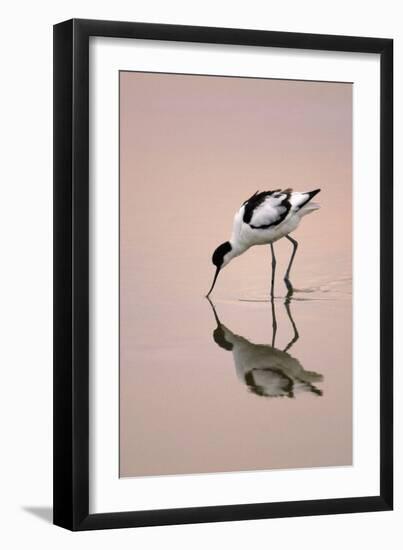 Pied Avocet Feeding at Twighlight on Sea Estuary-null-Framed Premium Photographic Print