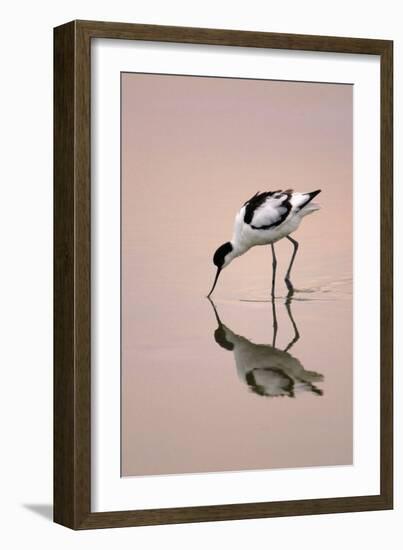 Pied Avocet Feeding at Twighlight on Sea Estuary-null-Framed Photographic Print