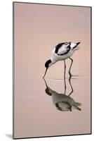 Pied Avocet Feeding at Twighlight on Sea Estuary-null-Mounted Photographic Print