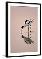 Pied Avocet Feeding at Twighlight on Sea Estuary-null-Framed Photographic Print
