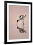 Pied Avocet Feeding at Twighlight on Sea Estuary-null-Framed Photographic Print