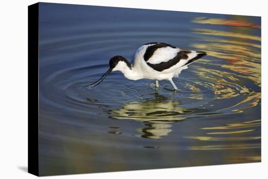 Pied Avocet Feeding in Shallow Water-null-Stretched Canvas