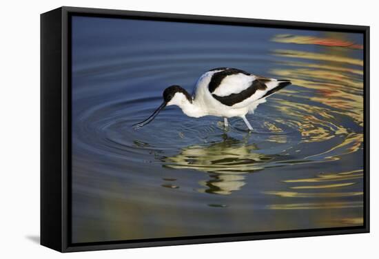 Pied Avocet Feeding in Shallow Water-null-Framed Stretched Canvas