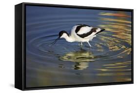 Pied Avocet Feeding in Shallow Water-null-Framed Stretched Canvas