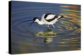 Pied Avocet Feeding in Shallow Water-null-Stretched Canvas