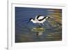 Pied Avocet Feeding in Shallow Water-null-Framed Photographic Print