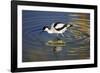 Pied Avocet Feeding in Shallow Water-null-Framed Photographic Print