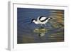 Pied Avocet Feeding in Shallow Water-null-Framed Photographic Print