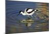 Pied Avocet Feeding in Shallow Water-null-Mounted Photographic Print