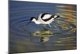 Pied Avocet Feeding in Shallow Water-null-Mounted Photographic Print