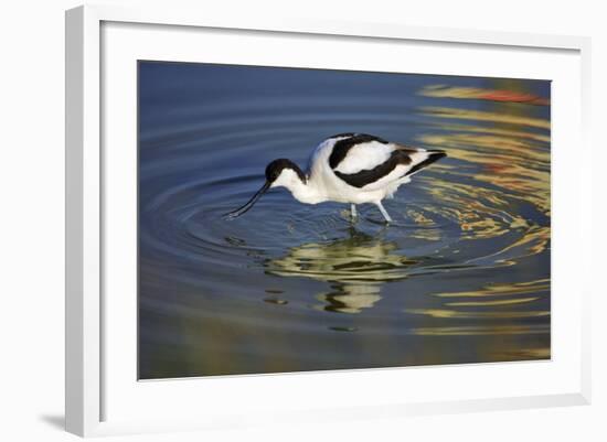 Pied Avocet Feeding in Shallow Water-null-Framed Photographic Print