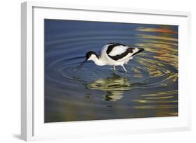 Pied Avocet Feeding in Shallow Water-null-Framed Photographic Print