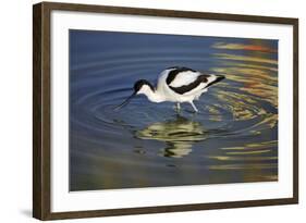 Pied Avocet Feeding in Shallow Water-null-Framed Photographic Print