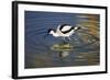 Pied Avocet Feeding in Shallow Water-null-Framed Photographic Print