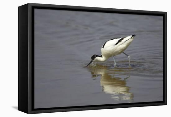 Pied Avocet Feeding-null-Framed Stretched Canvas