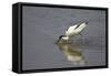 Pied Avocet Feeding-null-Framed Stretched Canvas