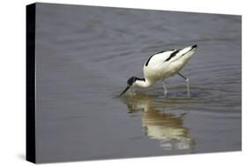 Pied Avocet Feeding-null-Stretched Canvas