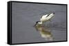 Pied Avocet Feeding-null-Framed Stretched Canvas