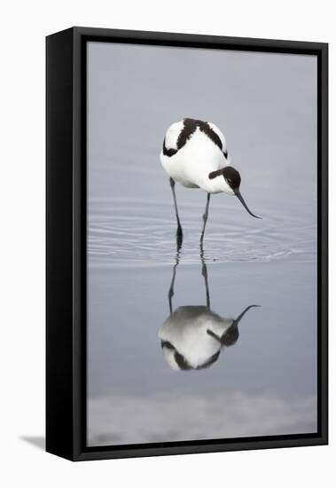 Pied Avocet Feeding-null-Framed Stretched Canvas