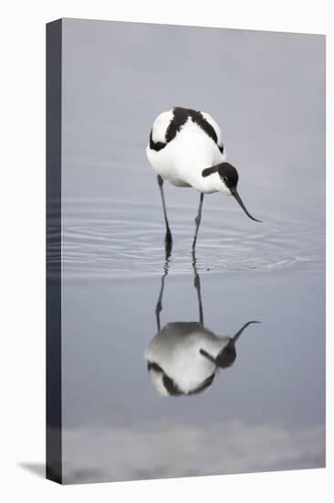 Pied Avocet Feeding-null-Stretched Canvas