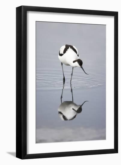 Pied Avocet Feeding-null-Framed Premium Photographic Print