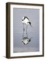 Pied Avocet Feeding-null-Framed Photographic Print