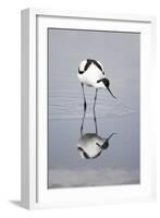 Pied Avocet Feeding-null-Framed Photographic Print