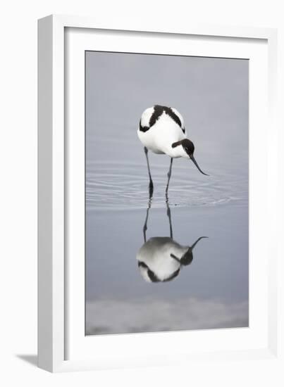 Pied Avocet Feeding-null-Framed Photographic Print