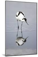 Pied Avocet Feeding-null-Mounted Photographic Print