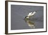 Pied Avocet Feeding-null-Framed Photographic Print