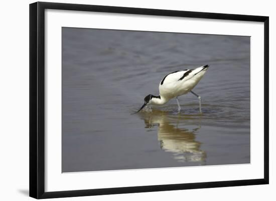 Pied Avocet Feeding-null-Framed Photographic Print