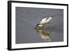 Pied Avocet Feeding-null-Framed Photographic Print