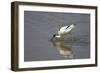 Pied Avocet Feeding-null-Framed Photographic Print