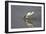 Pied Avocet Feeding-null-Framed Photographic Print