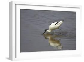 Pied Avocet Feeding-null-Framed Photographic Print