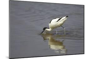 Pied Avocet Feeding-null-Mounted Photographic Print