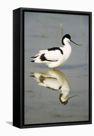 Pied Avocet Resting in Water at Lake Edge-null-Framed Stretched Canvas