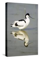 Pied Avocet Resting in Water at Lake Edge-null-Stretched Canvas