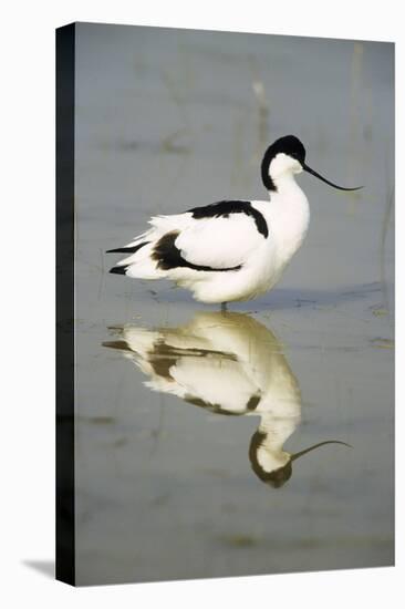 Pied Avocet Resting in Water at Lake Edge-null-Stretched Canvas