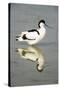 Pied Avocet Resting in Water at Lake Edge-null-Stretched Canvas