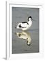 Pied Avocet Resting in Water at Lake Edge-null-Framed Photographic Print